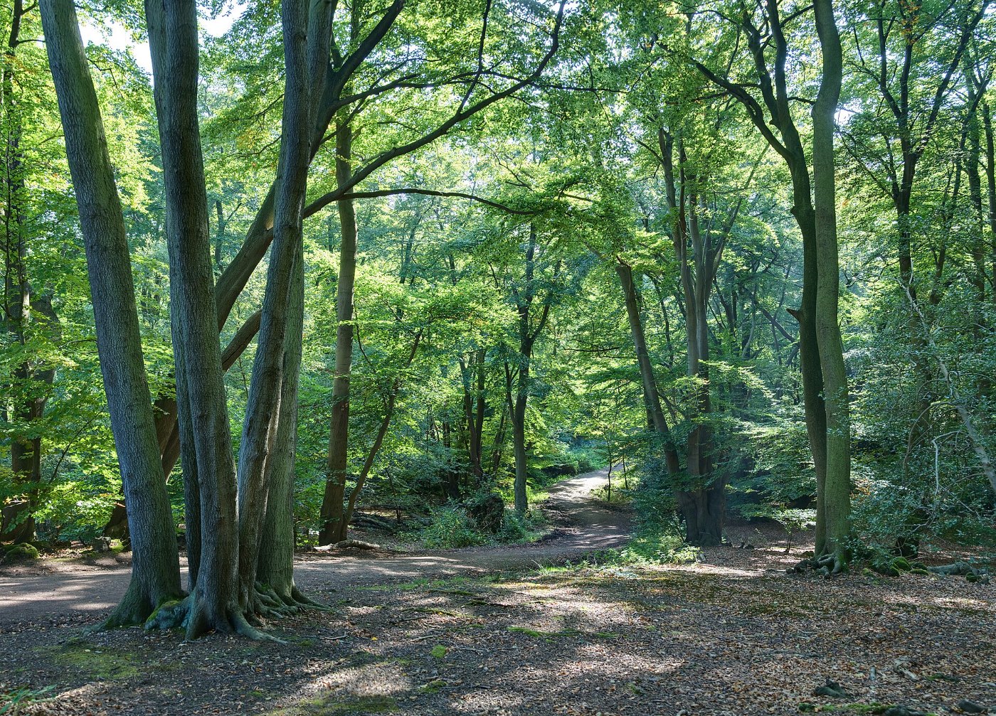 Epping Forest for removals in Essex